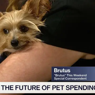 US Pet Market Set to Surpass $250 Billion in a Decade