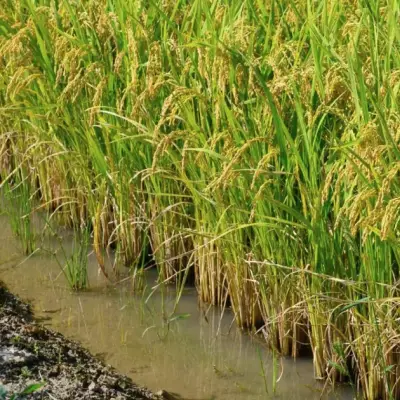La production de riz de la Corée du Sud baisse alors que le gouvernement encourage la diversification des céréales