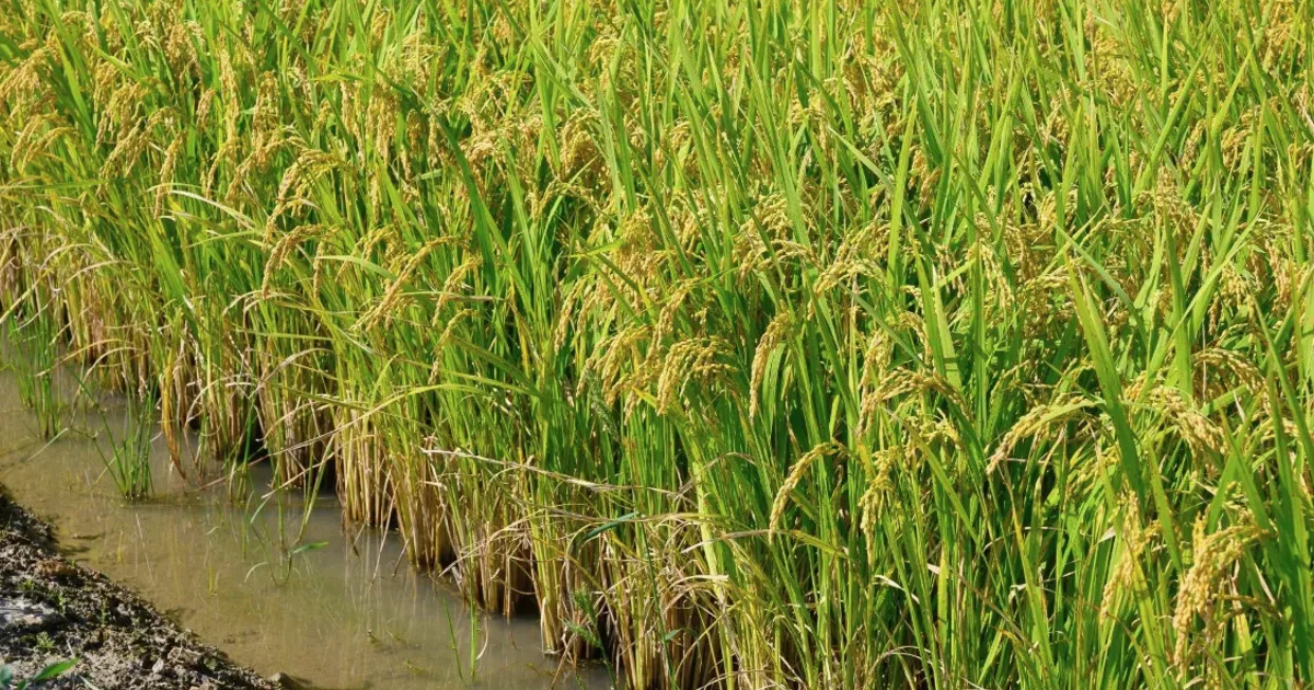 South Korea rice output falls as government pushes grain diversification
