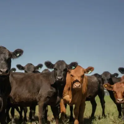 US to Temporarily Lower Beef Import Tariffs, WSJ Reports