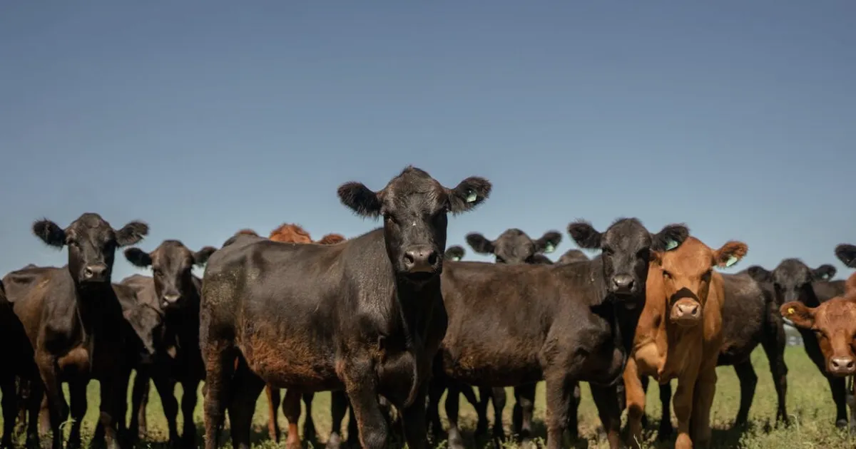 US to Temporarily Lower Beef Import Tariffs, WSJ Reports