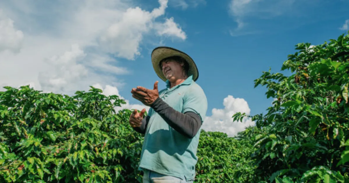 Brazil Coffee Farmers Adapt as Climate Shifts Threaten Harvests