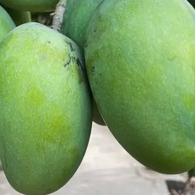 Wall Street shifts from Magnificent Seven to MANGOS stocks as AI trade evolves