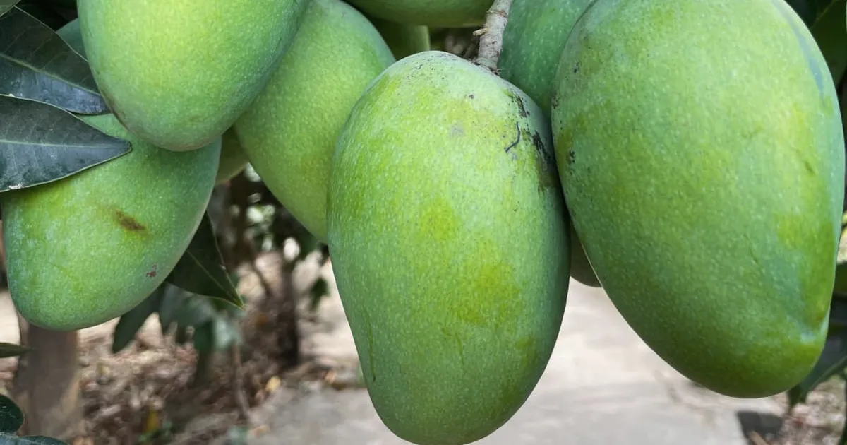 Wall Street shifts from Magnificent Seven to MANGOS stocks as AI trade evolves