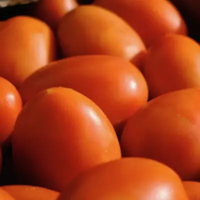 Preços do tomate atingem máxima em quatro décadas devido a interrupções no fornecimento