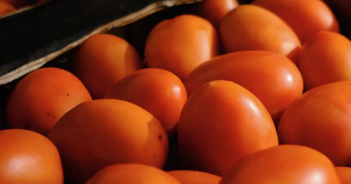 Les prix des tomates atteignent un sommet en quatre décennies en raison de perturbations de l'offre