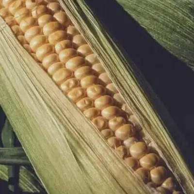 Corn Futures Slip on Thursday Despite Strong Export Sales Data
