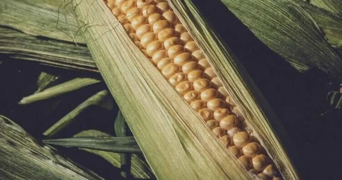 Corn Futures Slip on Thursday Despite Strong Export Sales Data