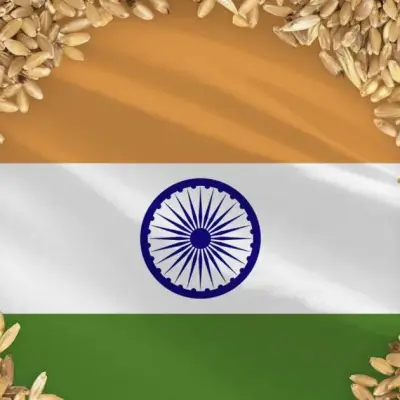 India grain output set to hit record high on corn surge