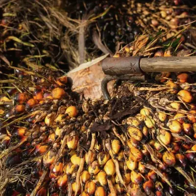 Indonesia Probes Major Palm Oil Companies on Export Price Issues