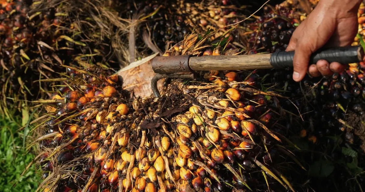 Indonesia Probes Major Palm Oil Companies on Export Price Issues