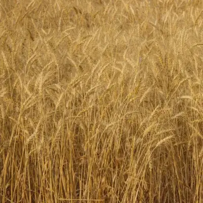 Nigerian flour mill leaders tour Kansas wheat facilities