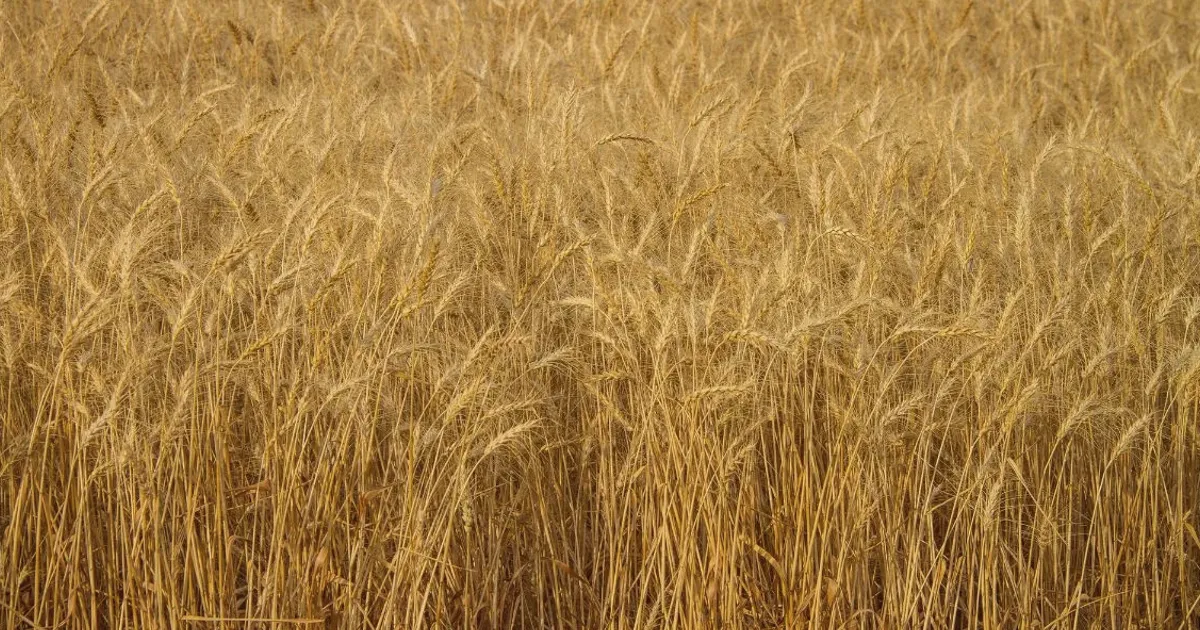 Nigerian flour mill leaders tour Kansas wheat facilities
