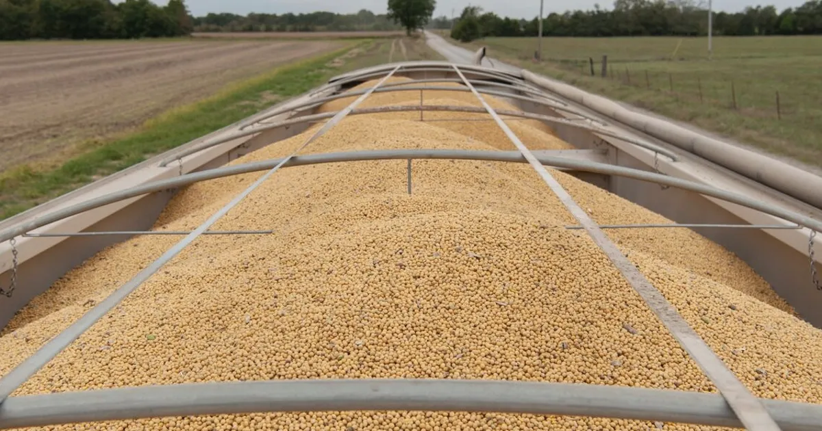 Milho e trigo sobem com compromisso da China de importar mais produtos agrícolas dos EUA
