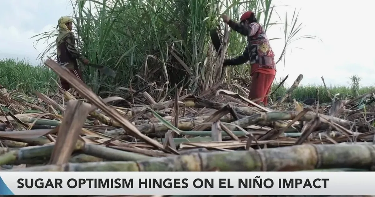 El Niño Threat Looms Over Sugar Prices as Inflation Pressures Build