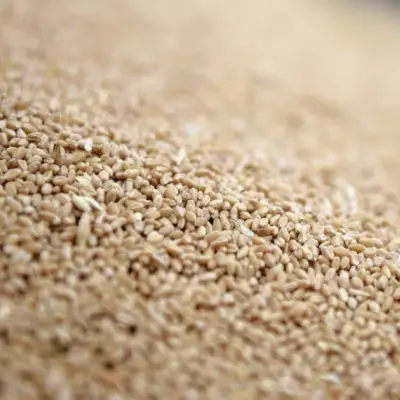 Australian Wheat Crop Seen Falling 26% on Drought and War Costs