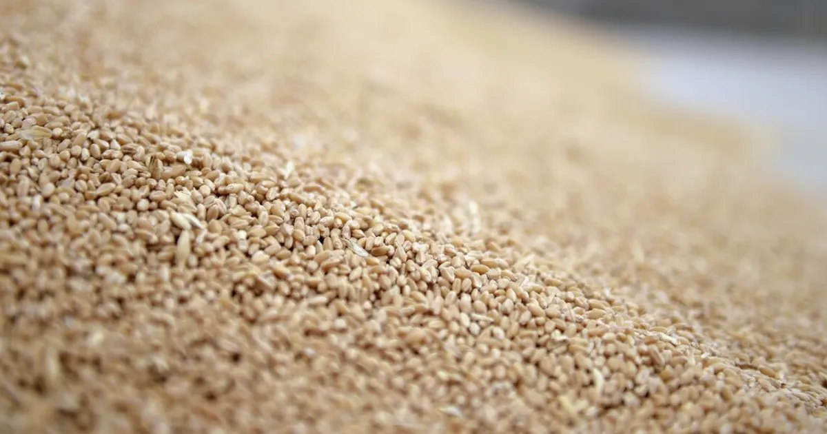 Australian Wheat Crop Seen Falling 26% on Drought and War Costs