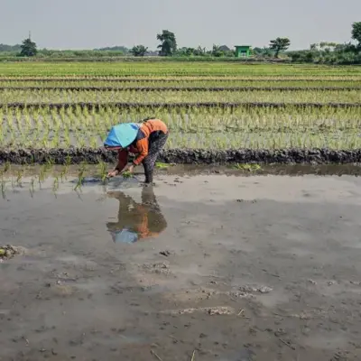 El Niño Forms in Pacific, Threatening Crops and Energy Demand