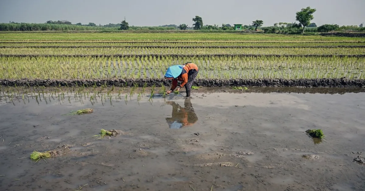 El Niño Forms in Pacific, Threatening Crops and Energy Demand