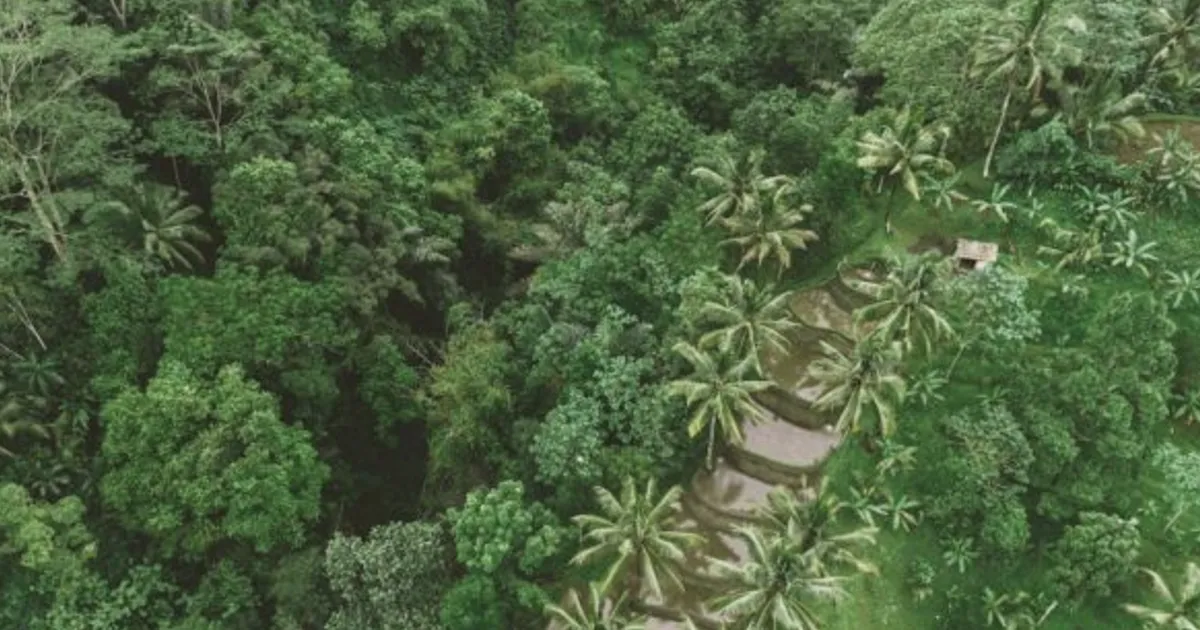 Fairtrade Launches Free EUDR Geolocation Tool for Coffee Cooperatives