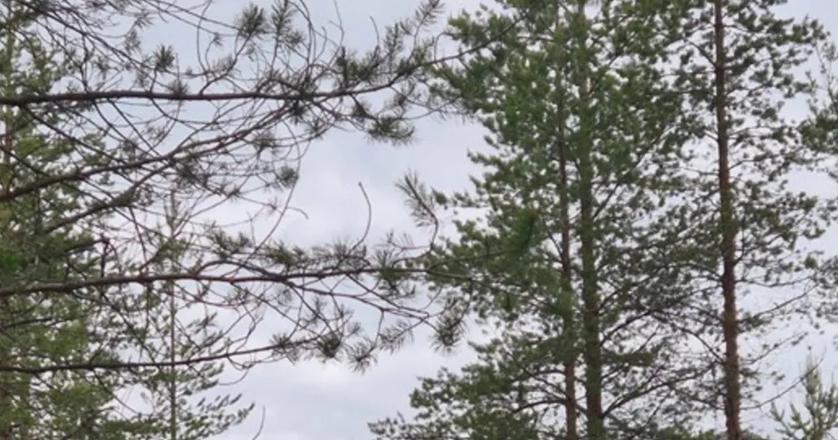 Hannan Metals Starts Drilling at Stavaträsk Gold Project in Sweden