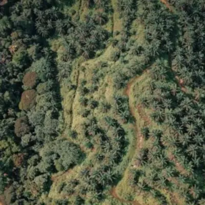 UK Revives Anti-Deforestation Plan, Targets Coffee Supply Chains