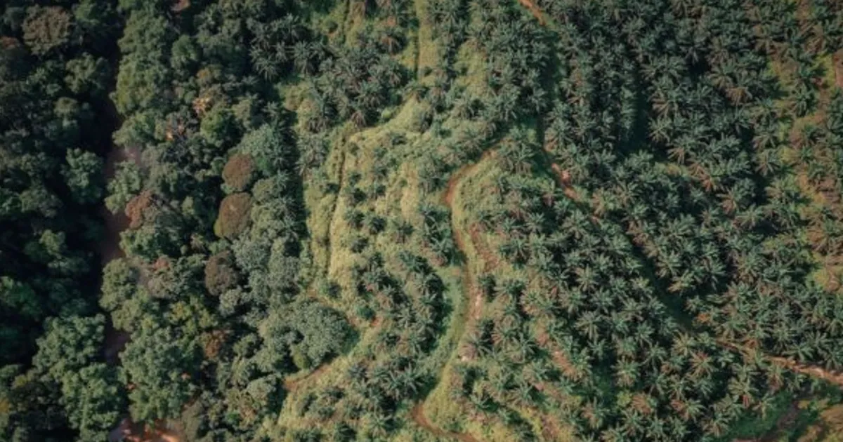 UK Revives Anti-Deforestation Plan, Targets Coffee Supply Chains