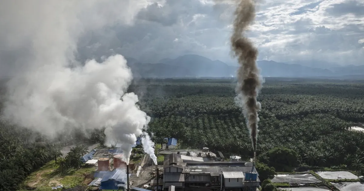 Indonesia Biofuel Mandate Strains Producers and Tightens Palm Oil Supply