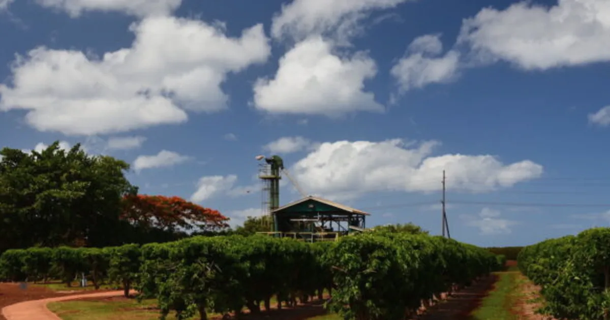 Kauai Coffee firma arrendamiento a largo plazo, preserva 140 empleos