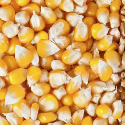 FAO Cereal Price Index Falls 3.5% as Wheat, Maize Drop