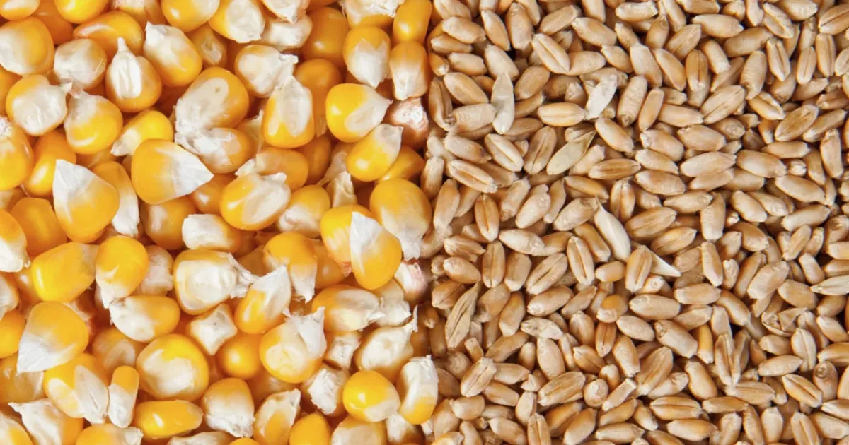 FAO Cereal Price Index Falls 3.5% as Wheat, Maize Drop