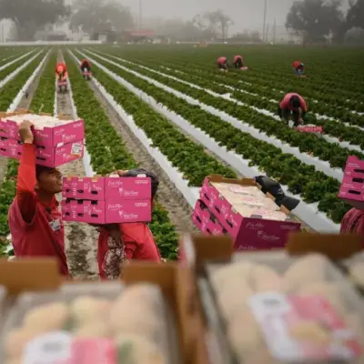 US Grocery Prices Set to Rise as Inflation Pressures Mount