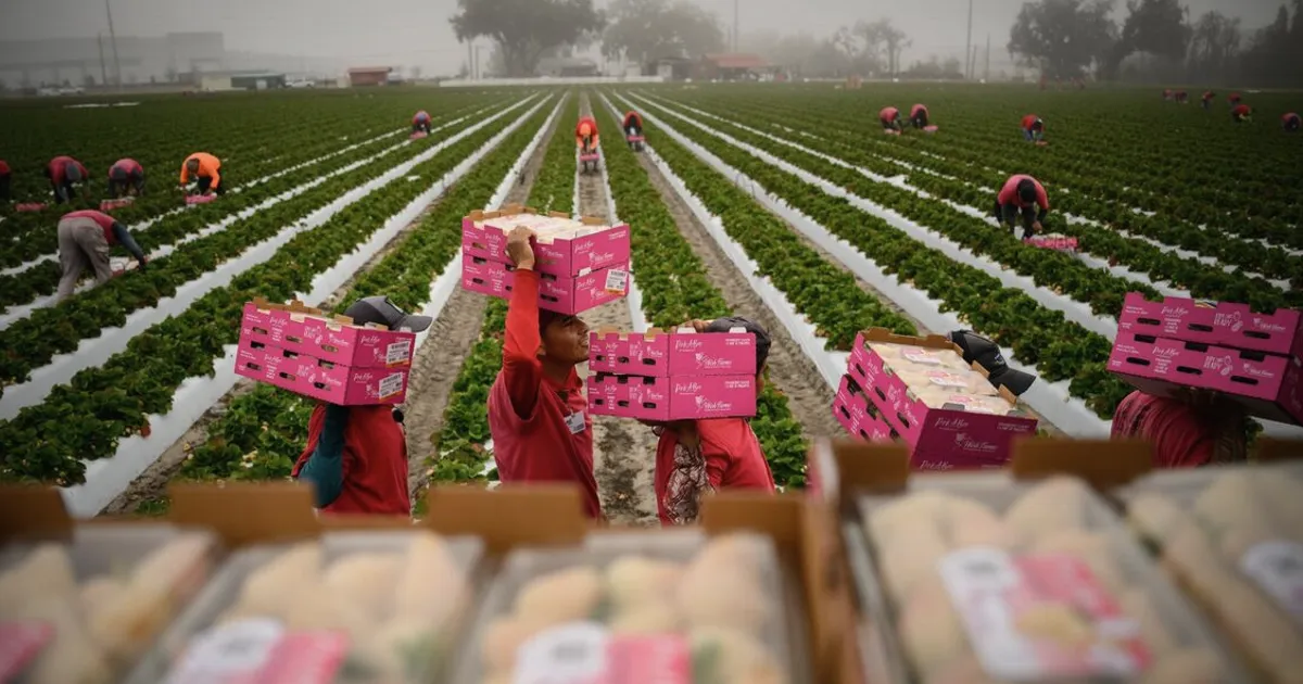 US Grocery Prices Set to Rise as Inflation Pressures Mount