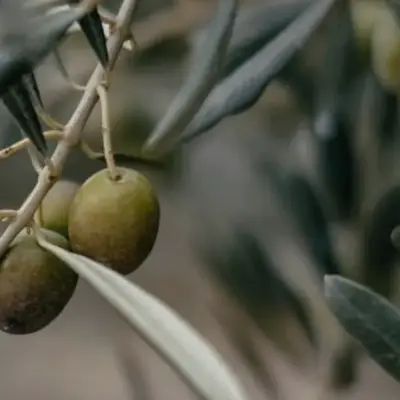 Date and Olive Seed Brew Rivals Turkish Coffee, Study Shows