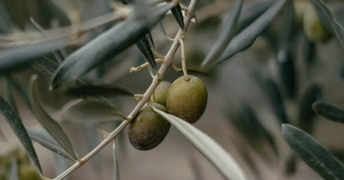 Date and Olive Seed Brew Rivals Turkish Coffee, Study Shows