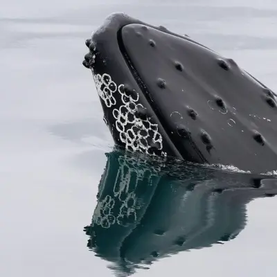Bitcoin Whale Wakes After 11 Years, Moves $40M in BTC