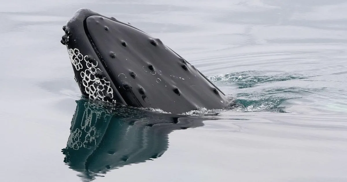 Bitcoin Whale Wakes After 11 Years, Moves $40M in BTC