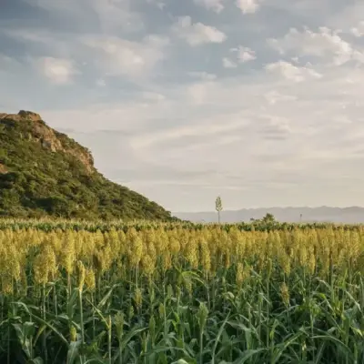 Mexico Corn Output Expected to Decline on Higher Costs, Lower Prices