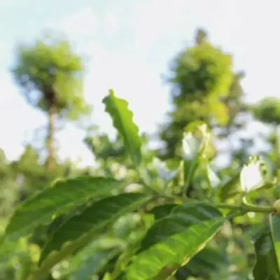 Le boom du café robusta au Vietnam lié à la déforestation et au stress hydrique
