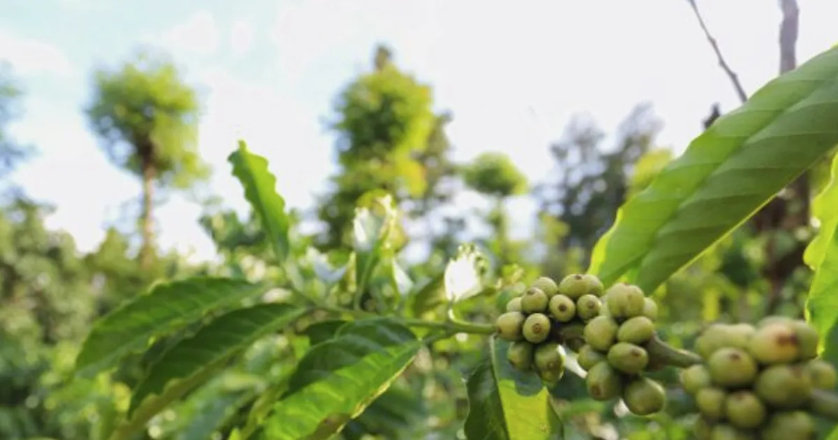 Vietnam Robusta Coffee Boom Linked to Forest Loss, Water Stress