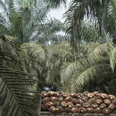 Malaysia Palm Oil Reserves Surge Most in Five Months on Export Drop