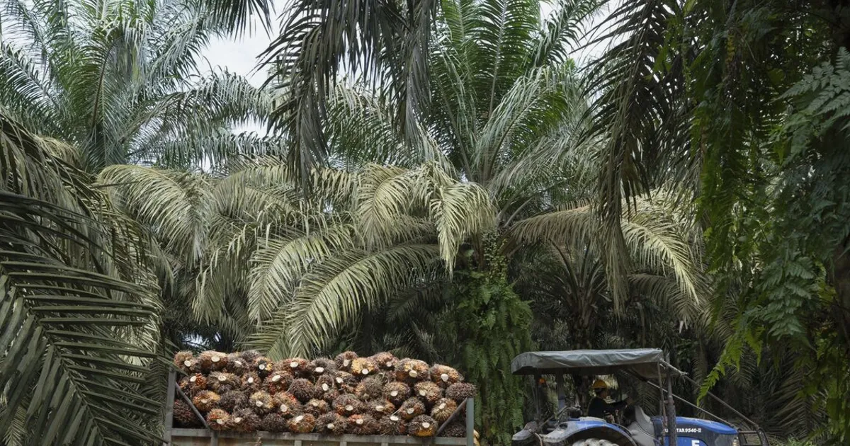 Malaysia Palm Oil Reserves Surge Most in Five Months on Export Drop