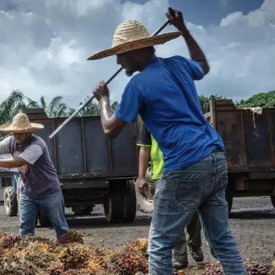 Palm Oil Dips on Weaker Crude and Malaysian Production Outlook