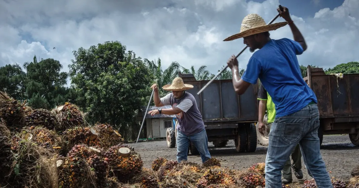 Palm Oil Dips on Weaker Crude and Malaysian Production Outlook