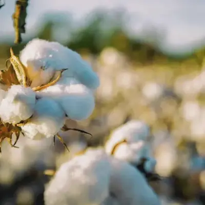 Cotton Futures Mixed as July Posts Weekly Loss, December Gains