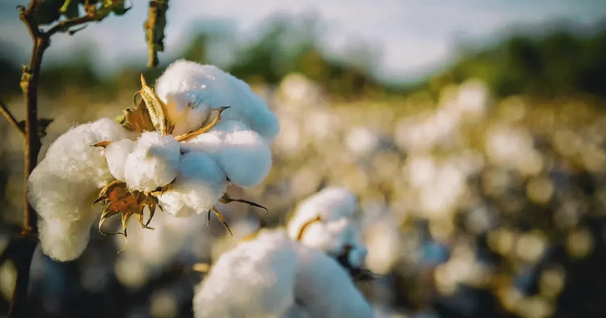 Cotton Futures Mixed as July Posts Weekly Loss, December Gains
