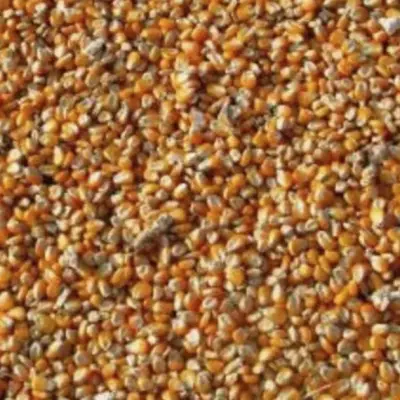 Corn Futures Fall on Month-End Pressure and Lower Crude Oil