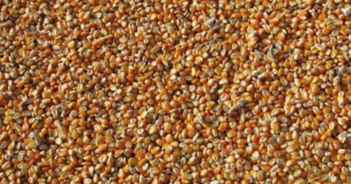 Corn Futures Fall on Month-End Pressure and Lower Crude Oil