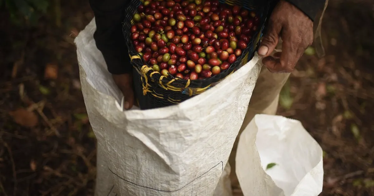 Café e açúcar sobem com temores de oferta por clima adverso