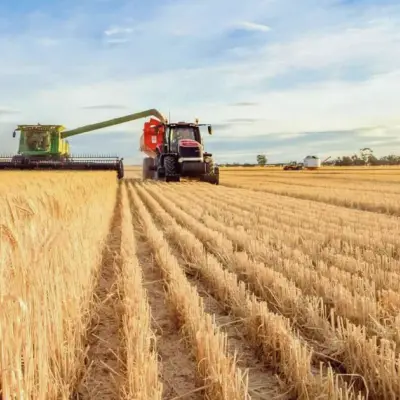 Wheat Futures Fall Sharply as Export Sales Hit Marketing-Year Low